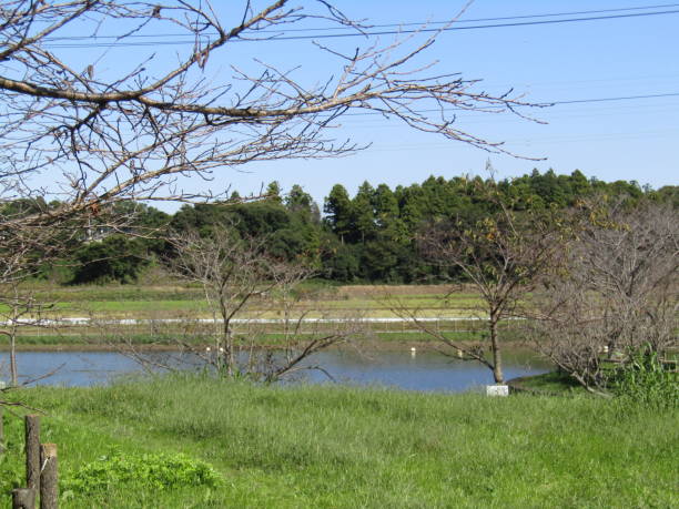 istock Japan. October. At the pond. 1722961657