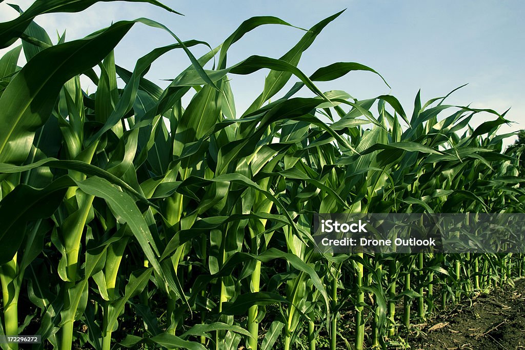 Campo de milho ou combustíveis alternativos? - Royalty-free Agricultura Foto de stock