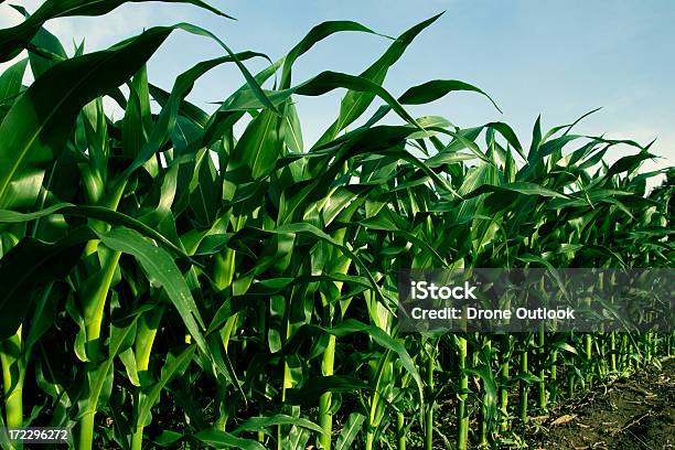 Campo De Milho Ou Combustíveis Alternativos - Fotografias de stock e mais imagens de Agricultura - Agricultura, Cereal, Cor verde