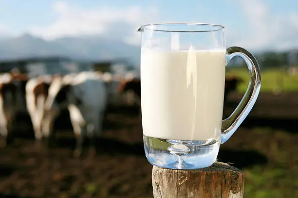 Milk jug with cows in a pasture in background.