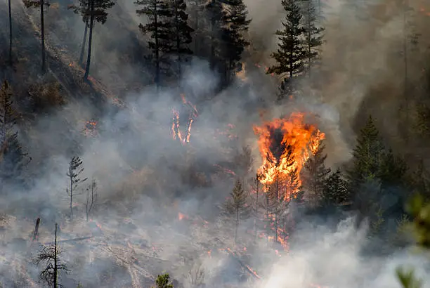 Photo of Tree ablaze in forest fire with smoke and charred trees