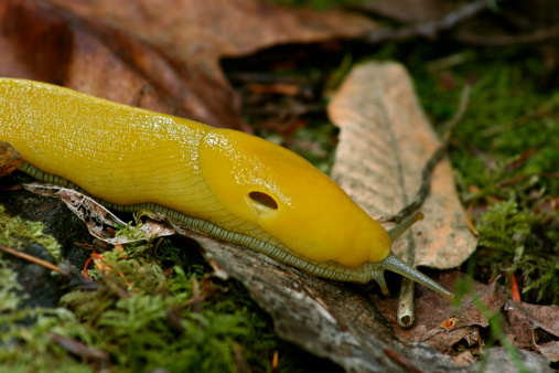 A banana slug crawling over a leaf in Santa Cruz California.Similar Images: