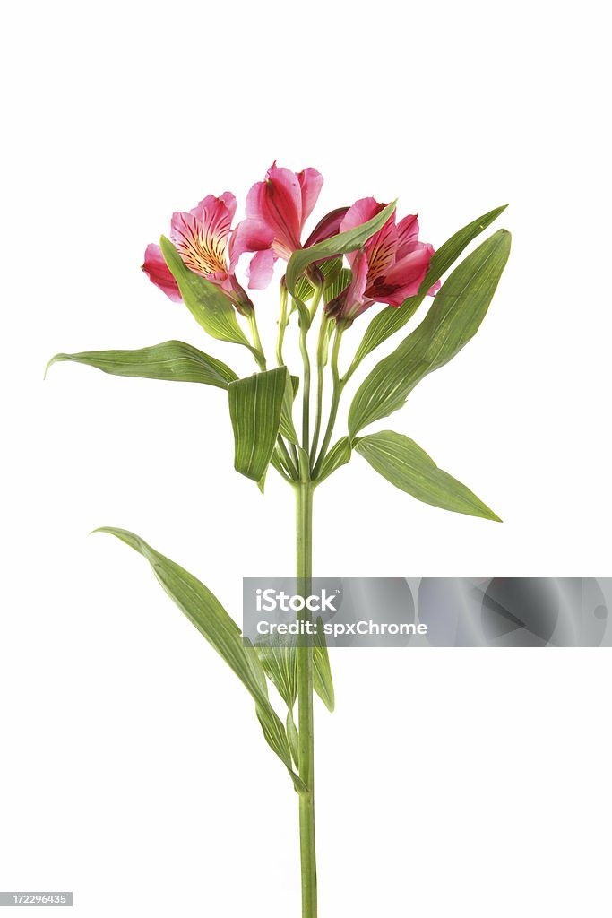 Tulipa lírio Perseguir - Royalty-free Cabeça de Flor Foto de stock