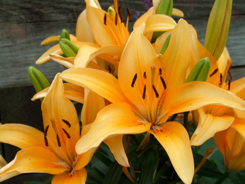 Bunch of lillies against wooden background