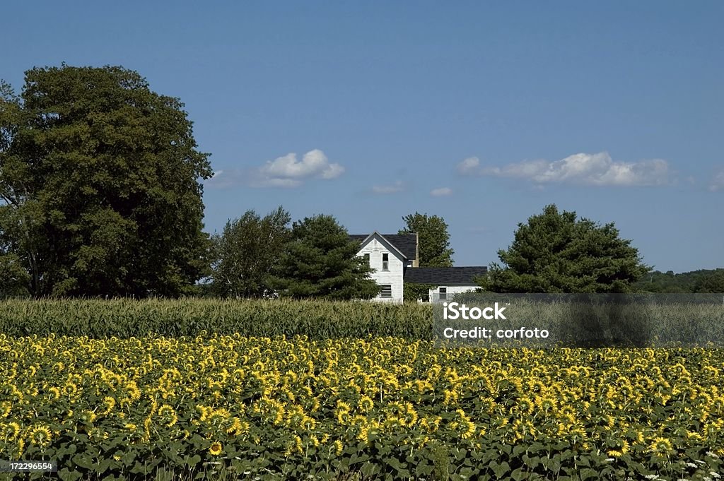 Sunflowers and Corn "Old farmhouse amidst fields near Traverse City, MichiganClick below to see more related images:" Agricultural Field Stock Photo