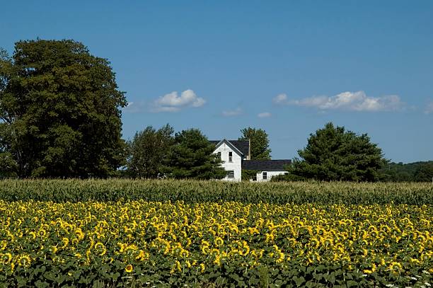Sunflowers and Corn stock photo