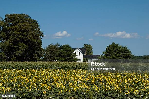Sunflowers And Corn Stock Photo - Download Image Now - Agricultural Field, House, Rural Scene