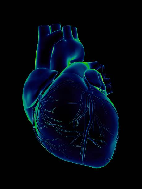 Blue and green human heart on black background Human heart, with aorta, pulmonary trunk, veins, left ventricle, right ventricle, left atrium, right atrium, superior vena cava, inferior vena cava and artery, on black background. Great to be used in medicine works and health. coronary artery photos stock pictures, royalty-free photos & images
