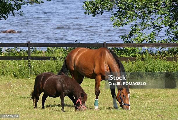 Miniaturpony Und Großen Pferd Beim Grasen Stockfoto und mehr Bilder von Amerikanisches Miniaturpferd - Amerikanisches Miniaturpferd, Braun, Einzelveranstaltung