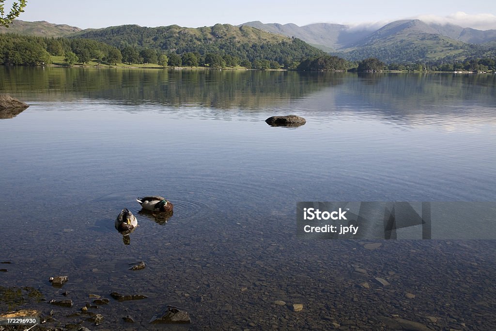 Ducks en el lago Windemere - Foto de stock de Lago Windermere libre de derechos