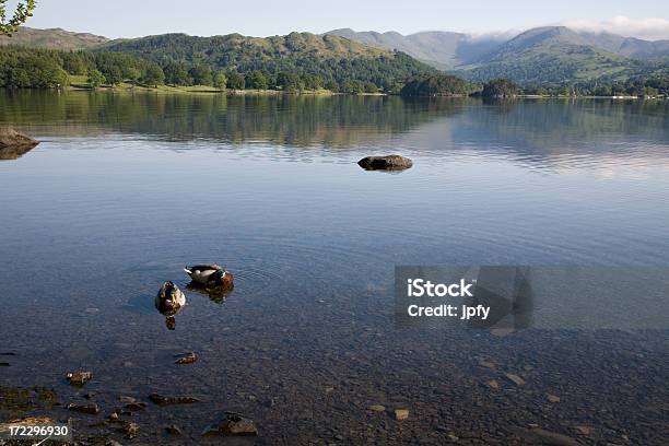 アヒル Lake Windemere - ウィンダミア湖のストックフォトや画像を多数ご用意 - ウィンダミア湖, 風景, イギリス