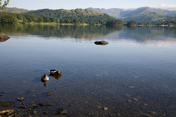 Patos no lago Windemere - foto de acervo