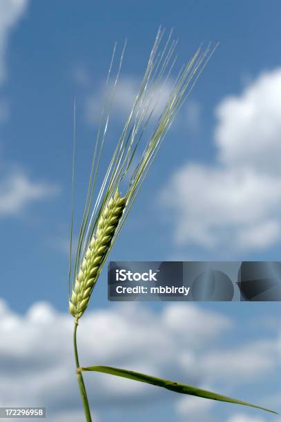 Lâmina De Trigo - Fotografias de stock e mais imagens de Agricultura - Agricultura, Azul, Cena Não Urbana