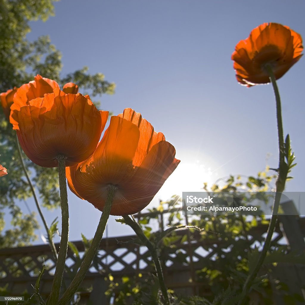 Poppies e un cielo sereno - Foto stock royalty-free di Aiuola