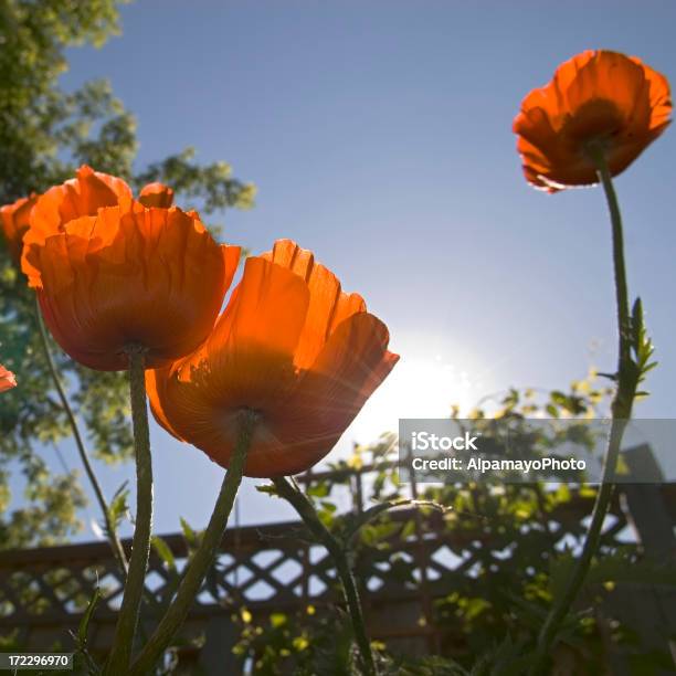 Poppies E Un Cielo Sereno - Fotografie stock e altre immagini di Aiuola - Aiuola, Ambientazione esterna, Arancione