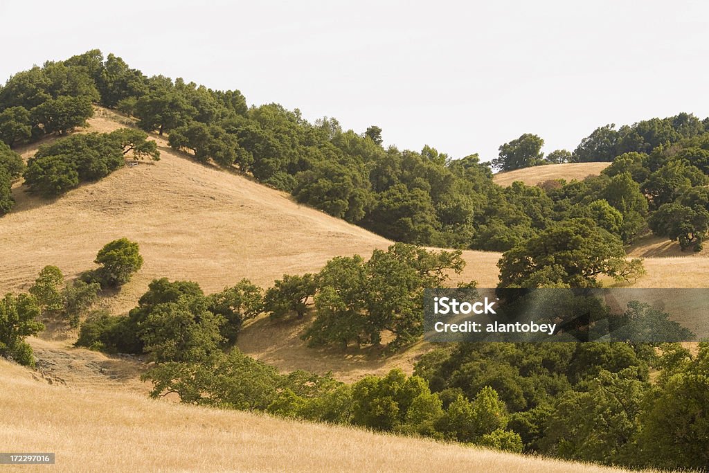California settentrionale Oak boschi e colline dorate - Foto stock royalty-free di Bosco