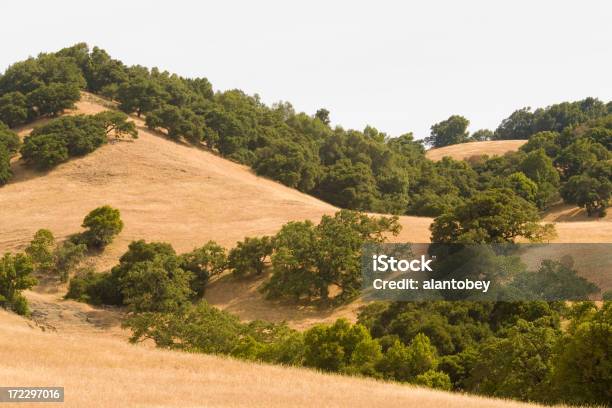 Północna Kalifornia Oak Woodlands I Golden Hills - zdjęcia stockowe i więcej obrazów Bez ludzi - Bez ludzi, Brzeg morza Żyją Dębczak, Dąb - drzewo