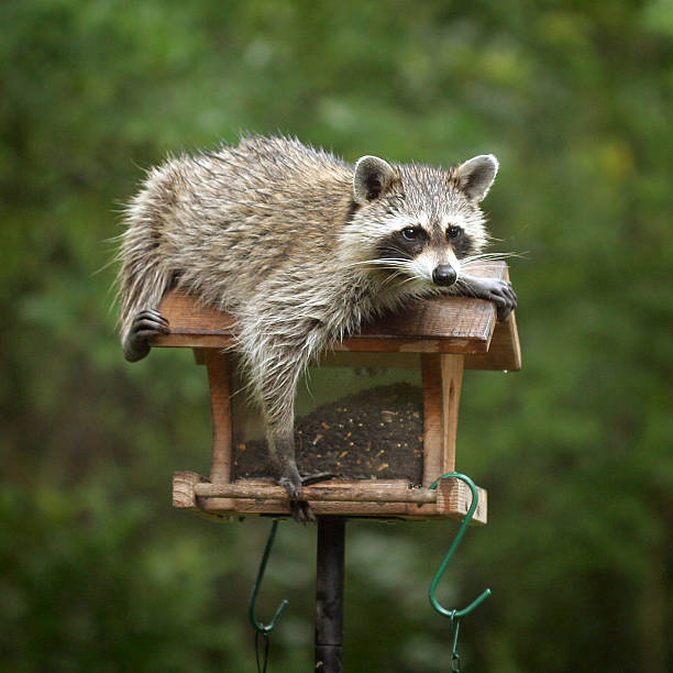masked bandit Raccoon relaxing on top of bird feeder bird feeder photos stock pictures, royalty-free photos & images