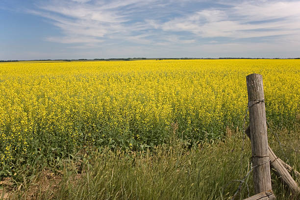 gelbe canola feld mit alten zaun post - saskatchewan saskatoon field prairie stock-fotos und bilder