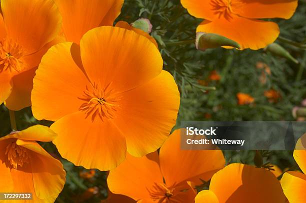 Orange Kalifornien Poppies Eschscholzia Californica In Der Sonne Stockfoto und mehr Bilder von Blume