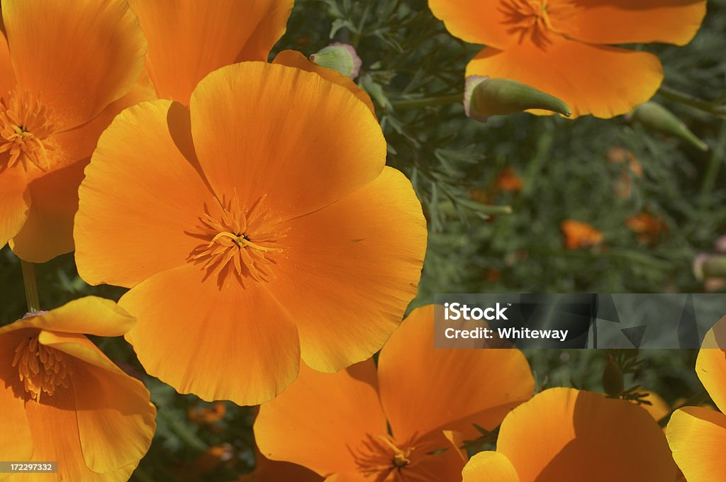 오랑주 애니조나 poppies Eschscholzia californica 를 있는 - 로열티 프리 0명 스톡 사진