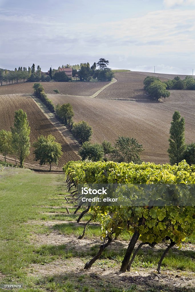 Weingut in Gascogny - Lizenzfrei Weinberg Stock-Foto