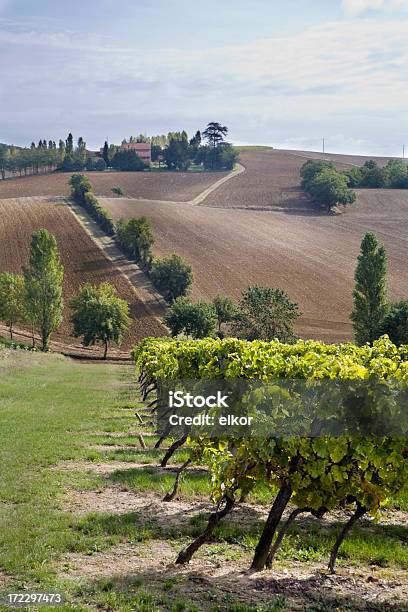 Weingut In Gascogny Stockfoto und mehr Bilder von Weinberg - Weinberg, Midi-Pyrenees, Frankreich