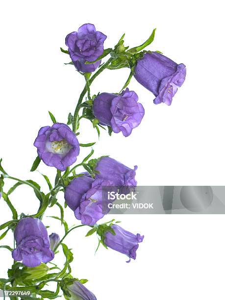 Flower Stockfoto und mehr Bilder von Blau - Blau, Blume, Blumenbeet