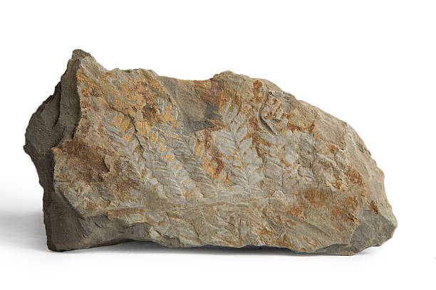 istock Prehistoric Fern Fossil in Gray Shale Rock 172297708