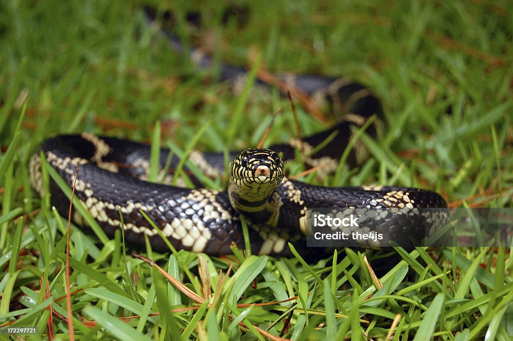 Snake in the Grass Common kingsnake also known as eartern kingsnake is slithering in grass. Snake Stock Photo