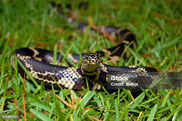 Snake In The Grass Stock Photo - Download Image Now - Snake, Yard - Grounds, Common Kingsnake