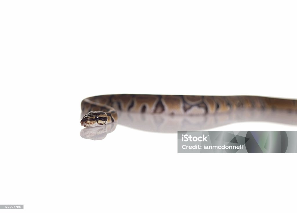 slither snake moving on white Activity Stock Photo