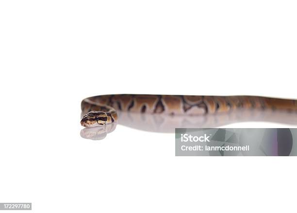 Slither Stock Photo - Download Image Now - Activity, Animal, Animal Body Part