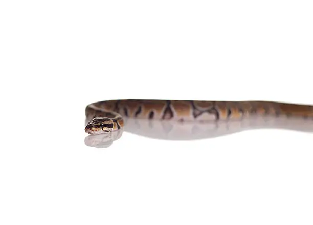 Photo of slither