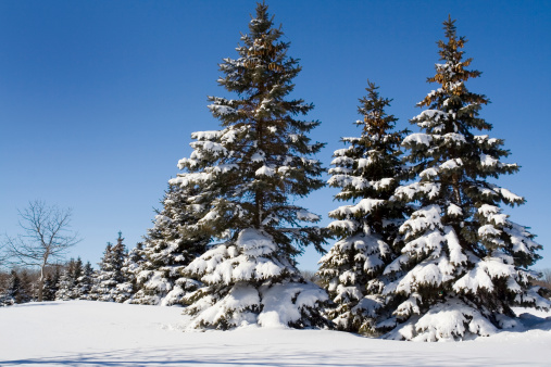 Subject: Pine trees after the winter snow