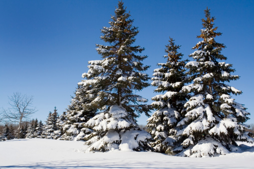 Fresh kale grows in a field. Some of the plants are covered in snow. The vegetables are ripe for harvesting