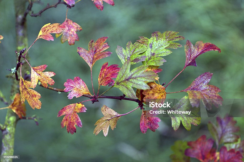 Folhas de outono no primeiro semáforo - Foto de stock de Arbusto royalty-free