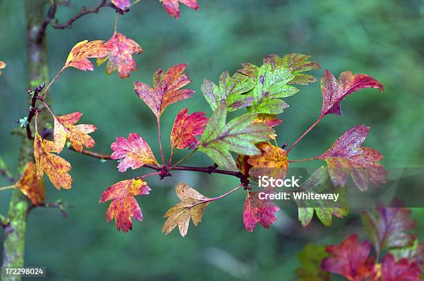 Foto de Folhas De Outono No Primeiro Semáforo e mais fotos de stock de Arbusto - Arbusto, Colorido, Conceito