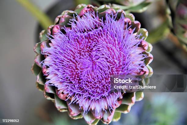 Artischockenblume Stockfoto und mehr Bilder von Artischocke - Artischocke, Baumblüte, Blume