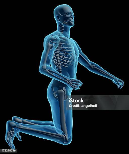 Foto de Corpo Humano De Um Homem Com Um Esqueleto De Estudo e mais fotos de stock de Abdome