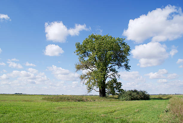 lone cottonwood tree "lone cottonwood tree on prairie grassland under beautiful summer sky.  Location: North Dakota, USA" cottonwood stock pictures, royalty-free photos & images