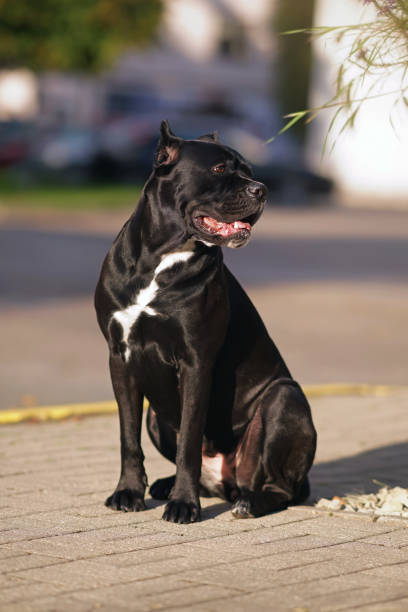 Shiny black Cane Corso dog with cropped ears and a docked tail posing outdoors sitting on a tiled floor in a city park in summer