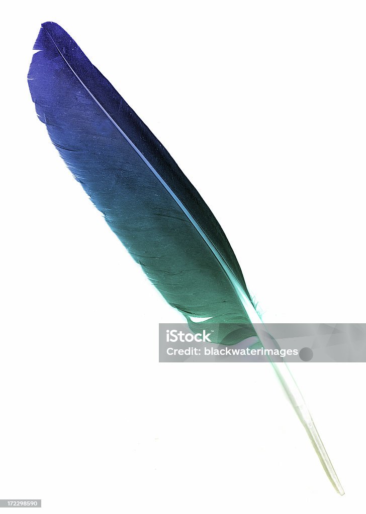 Pluma - Royalty-free Fundo Branco Foto de stock