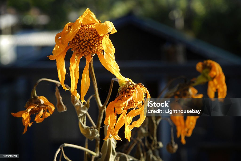 Dead fiori - Foto stock royalty-free di Ambientazione esterna