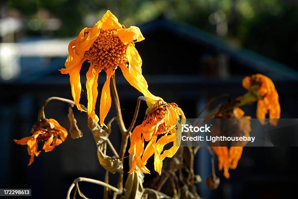 Dead Fiori - Fotografie stock e altre immagini di Ambientazione esterna - Ambientazione esterna, Appassito, Composizione orizzontale