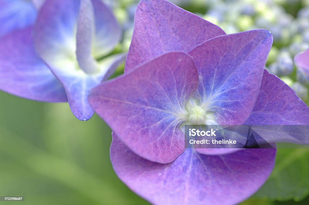 Hortensia azul#3 - Foto de stock de Arbusto libre de derechos