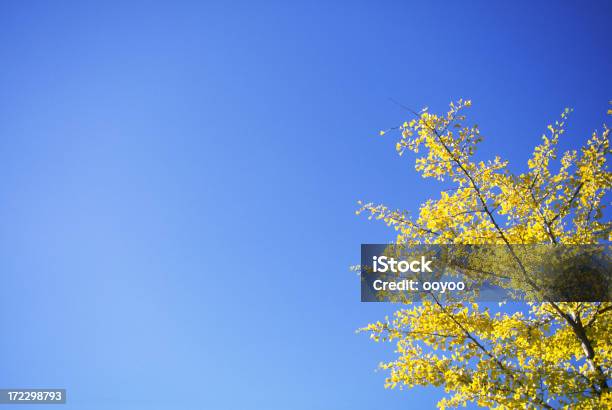 Autumnal Folhas De Gingo - Fotografias de stock e mais imagens de Amarelo - Amarelo, Ao Ar Livre, Azul