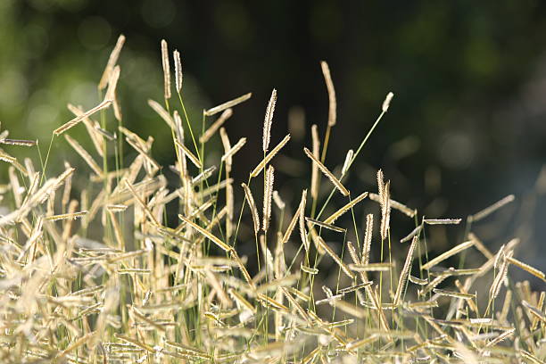 Field Grasses stock photo