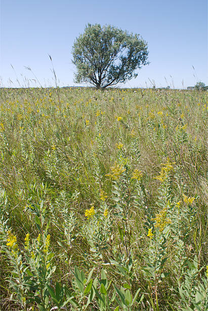lone tree and wild plant growth