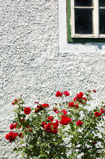 istock Roses and an old house 172299259